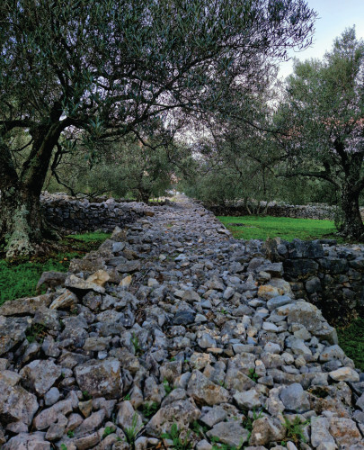 MEJA