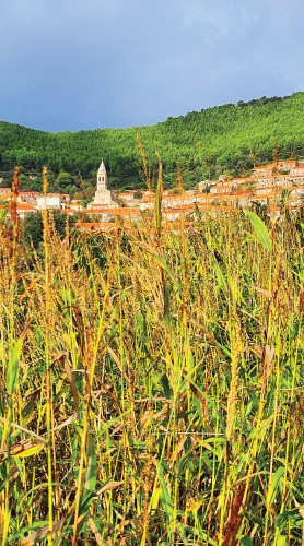 SMOKVICA